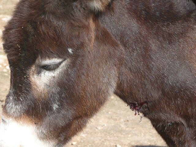 08-11-15 injured donkey